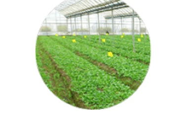 農產品質量安全追溯系統(tǒng)在深圳網站建設推廣中的關鍵作用——以食用油為例